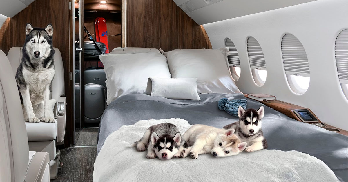Flying with Pets: How Private Charter Flights Offer Pet-Friendly Travel Options.